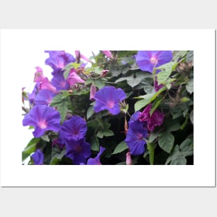 Spring Morning Glories in Blue Posters and Art